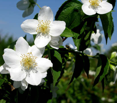 Philadelphus